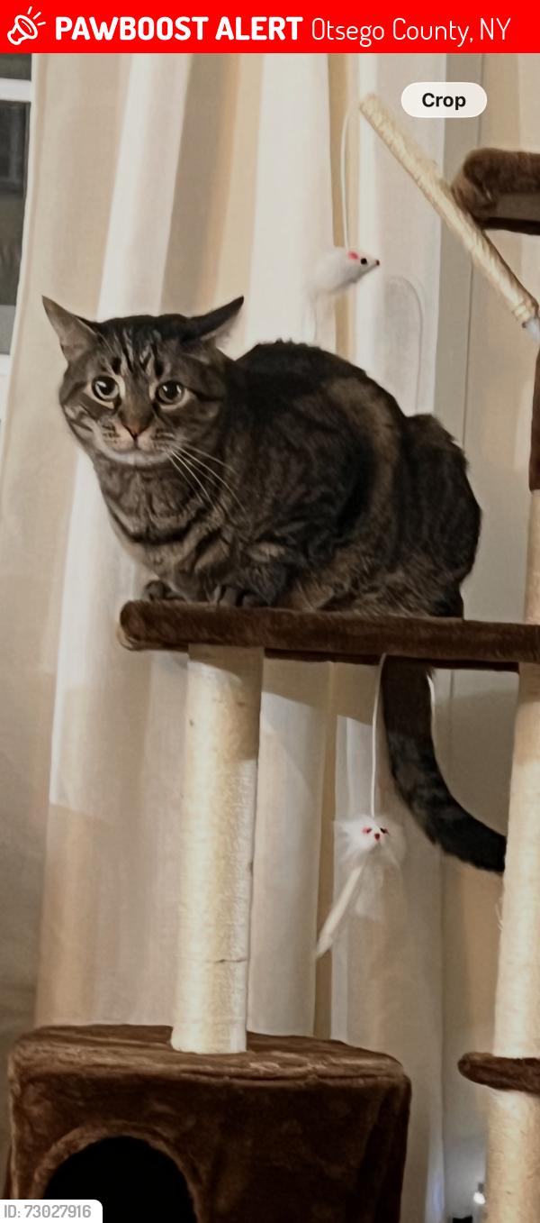 Lost Male Cat last seen Carson road, county road 23, Otsego County, NY 13439