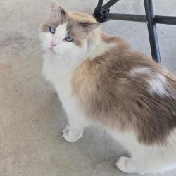 Reunited Female Cat last seen Valley View St and Ball Rd, Cypress, CA 90630