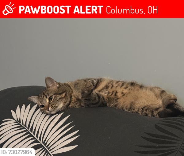 Lost Female Cat last seen Chillmark drive , Columbus, OH 43230