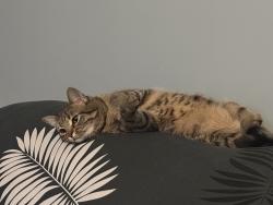 Lost Female Cat last seen Chillmark drive , Columbus, OH 43230