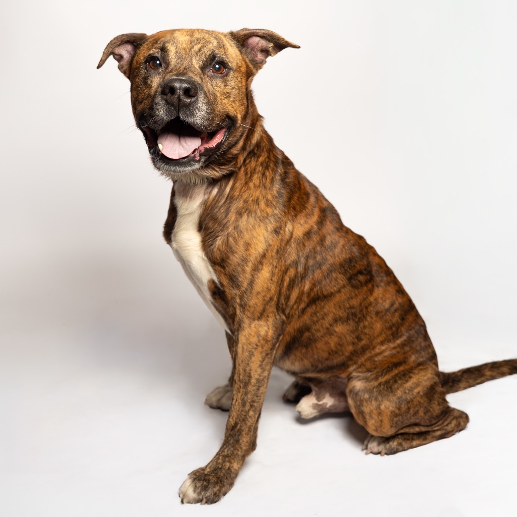 Shelter Stray Male Dog last seen , 8020 Washington St, Port Richey, FL 34668, USA