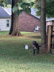Found/Stray Male Dog last seen South Union st, Concord, NC 28025