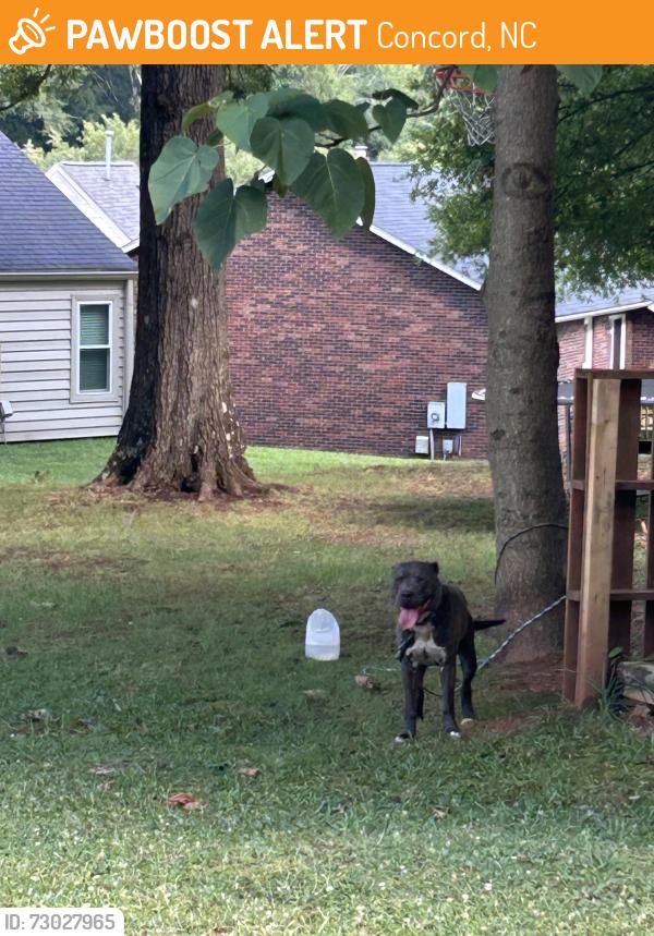 Found/Stray Male Dog last seen South Union st, Concord, NC 28025