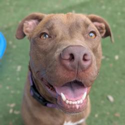 Shelter Stray Male Dog last seen , 8020 Washington St, Port Richey, FL 34668, USA
