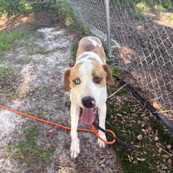 Shelter Stray Male Dog last seen , 8020 Washington St, Port Richey, FL 34668, USA