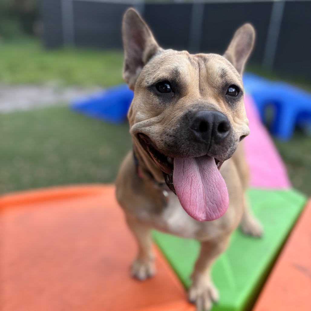 Shelter Stray Female Dog last seen , 8020 Washington St, Port Richey, FL 34668, USA