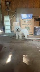 Found/Stray Unknown Dog last seen Revere Rd, Grosvenor Rd, South Euclid, OH 44118