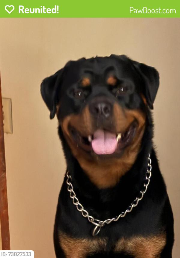 Reunited Female Dog last seen Spinning and Sheller ave, Dayton, OH 45432