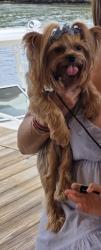 Lost Female Dog last seen Miner Rd, Seacrest Blvd, Federal Hwy, Hypoluxo, FL 33462
