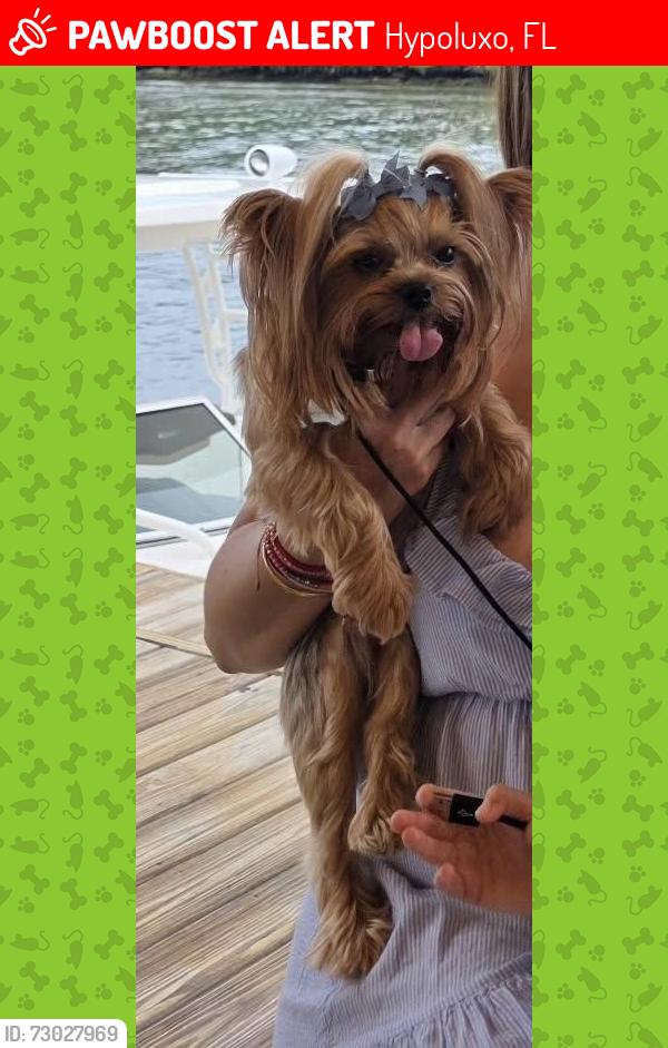 Lost Female Dog last seen Miner Rd, Seacrest Blvd, Federal Hwy, Hypoluxo, FL 33462