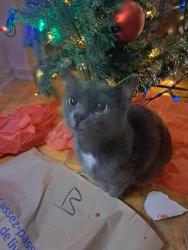 Lost Female Cat last seen Bud Cleary Park, Mississauga, ON L5B 4A4