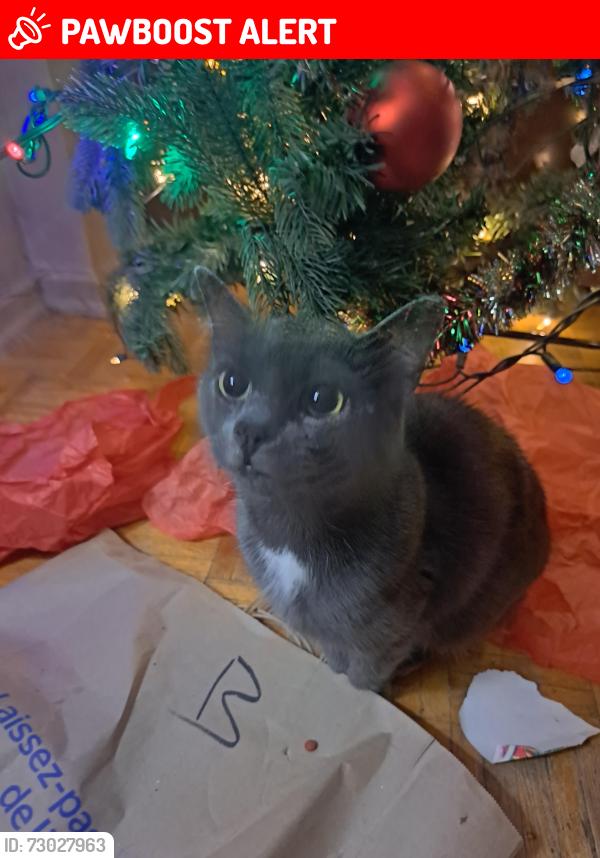 Lost Female Cat last seen Bud Cleary Park, Mississauga, ON L5B 4A4