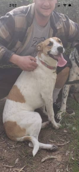Lost Female Dog last seen Gardena bowling ally, Gardena, CA 90247