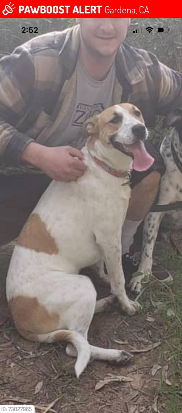 Lost Female Dog last seen Gardena bowling ally, Gardena, CA 90247