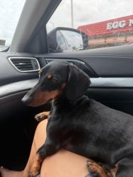 Reunited Male Dog last seen Wag dog park Oakland park, Oakland Park, FL 33334