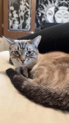 Lost Female Cat last seen 130th Ave Bristol wi, Bristol, WI 53104