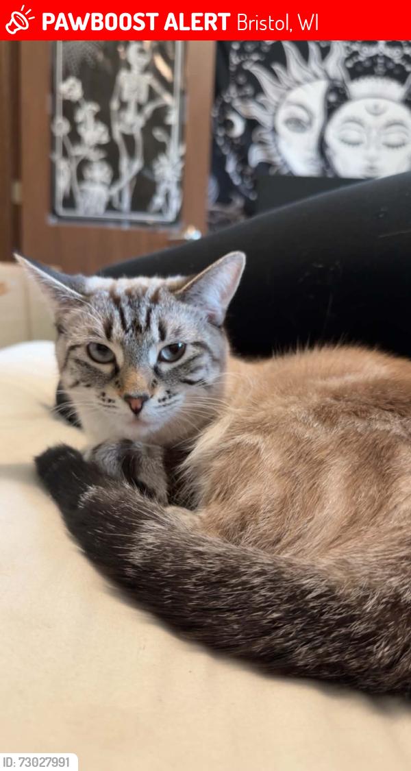 Lost Female Cat last seen 130th Ave Bristol wi, Bristol, WI 53104