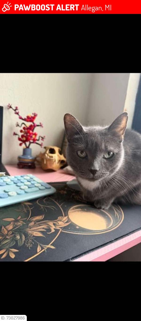 Lost Female Cat last seen 122\ eastern Ave/ Street, Allegan, MI 49010
