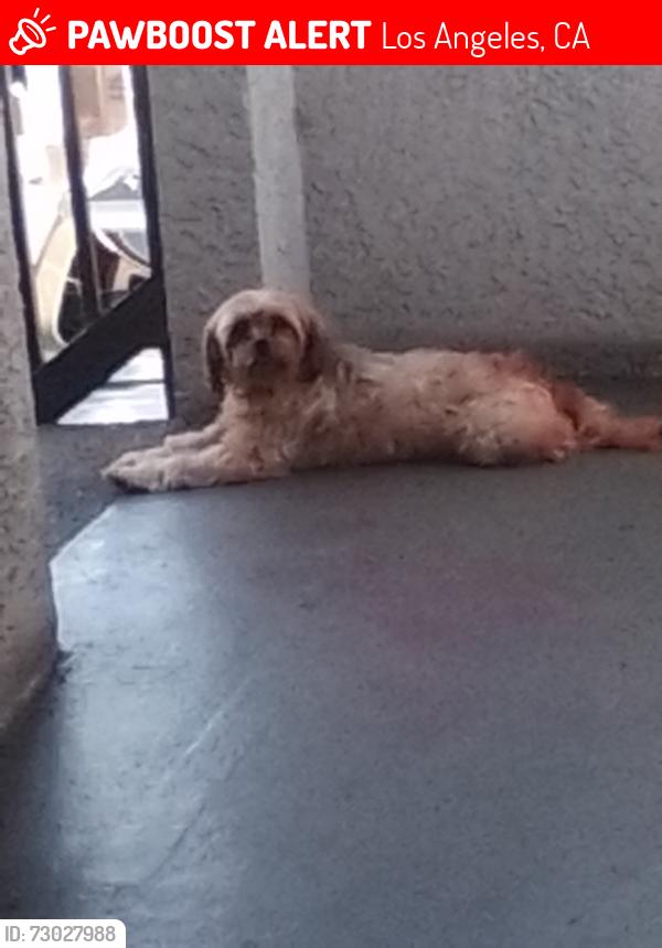 Lost Female Dog last seen Slauson in western, Los Angeles, CA 90047