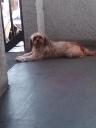 Lost Female Dog last seen Slauson in western, Los Angeles, CA 90047