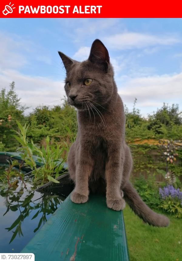 Lost Male Cat last seen By the roundabout near swan view close, Wellington, England TF1