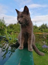 Lost Male Cat last seen By the roundabout near swan view close, Wellington, England TF1