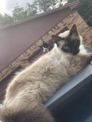 Lost Male Cat last seen Noble rd, Texas City, TX 77591