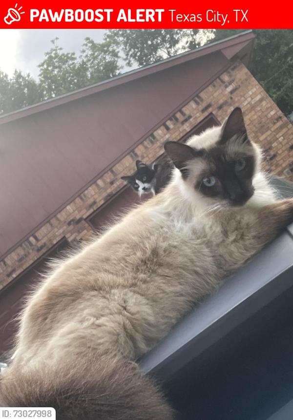 Lost Male Cat last seen Noble rd, Texas City, TX 77591