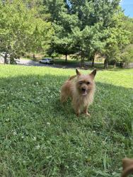 Found/Stray Male Dog last seen Maxine drive and cedar creek , Nashville, TN 37013
