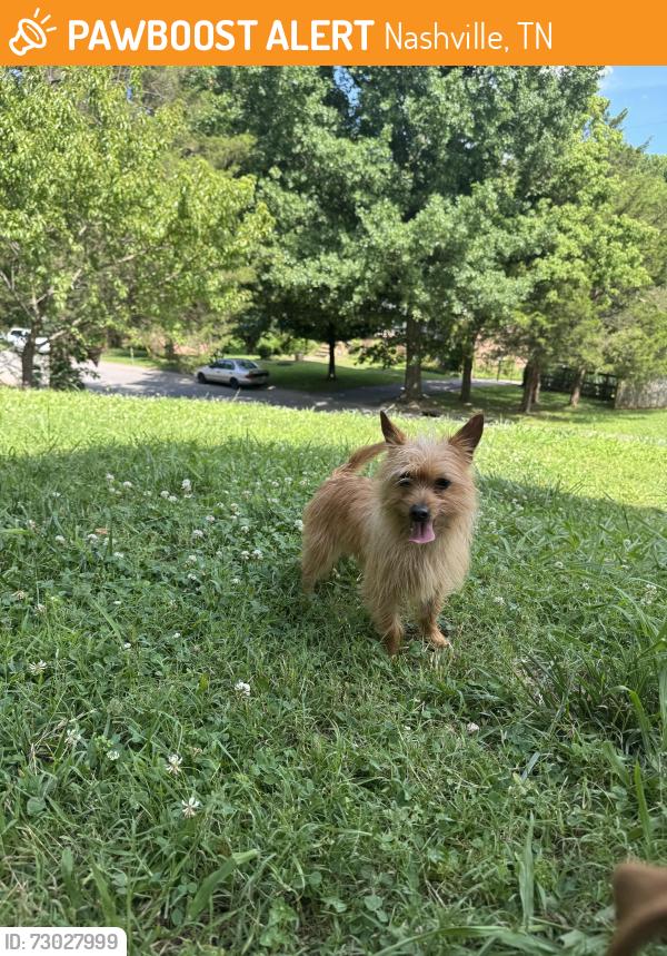 Found/Stray Male Dog last seen Maxine drive and cedar creek , Nashville, TN 37013