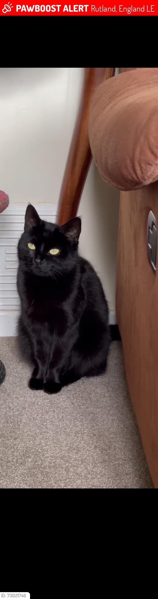 Lost Female Cat last seen Severn Crescent, Edith Weston, Rutland, England LE15
