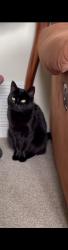 Lost Female Cat last seen Severn Crescent, Edith Weston, Rutland, England LE15