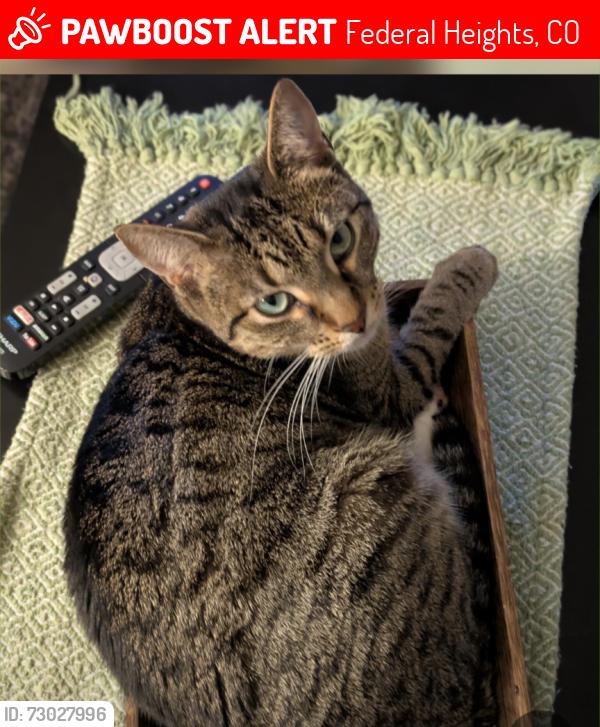 Lost Female Cat last seen Federal heights police station , Federal Heights, CO 80260