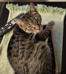 Lost Female Cat last seen Federal heights police station , Federal Heights, CO 80260