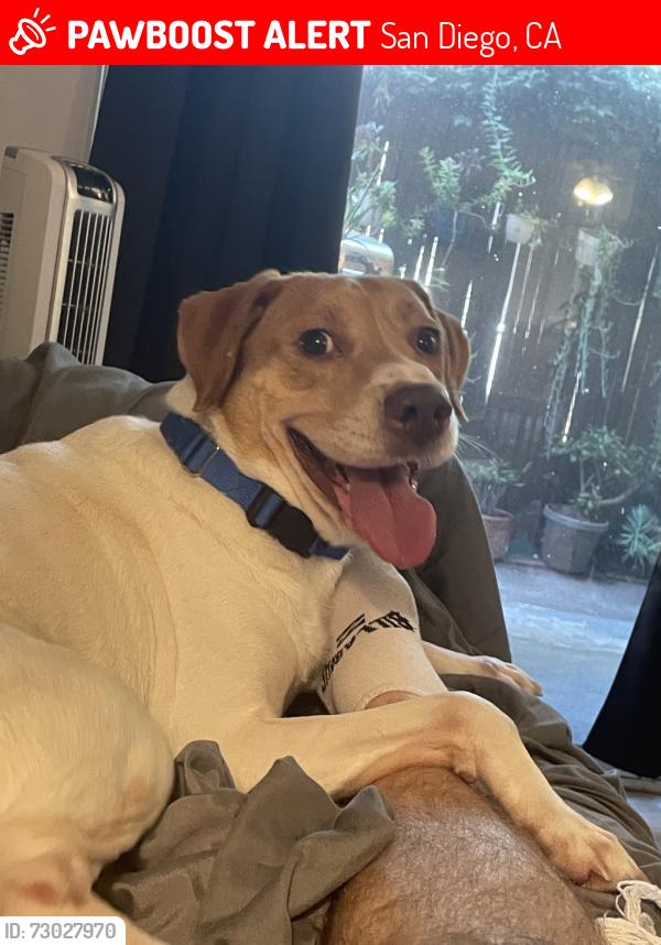 Lost Male Dog last seen Countryclub Dr. La Jolla, San Diego, CA 92037