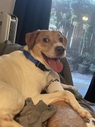 Lost Male Dog last seen Countryclub Dr. La Jolla, San Diego, CA 92037