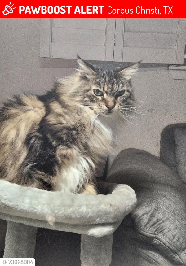 Lost Male Cat last seen Purdue Drive and Waldron Rd., Corpus Christi, TX 78418