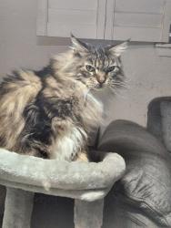 Lost Male Cat last seen Purdue Drive and Waldron Rd., Corpus Christi, TX 78418