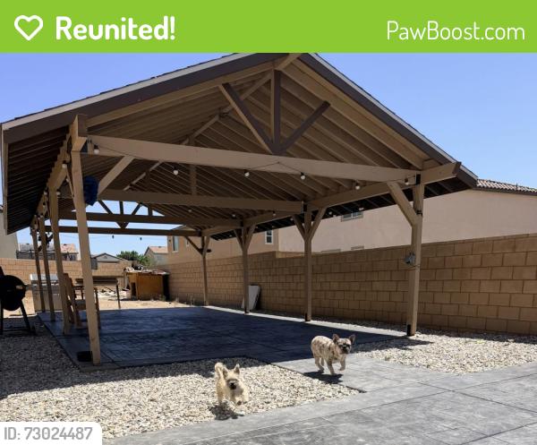 Reunited Male Dog last seen Mesa Linda Ave and Mesa Rojo Way Victorville CA 92392, Victorville, CA 92392