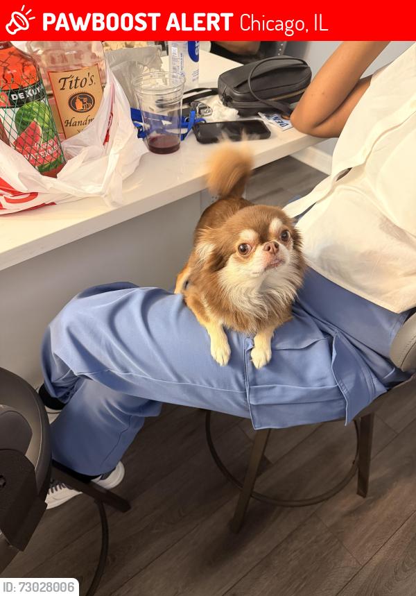 Lost Male Dog last seen 85th and Kedzie , Chicago, IL 60652