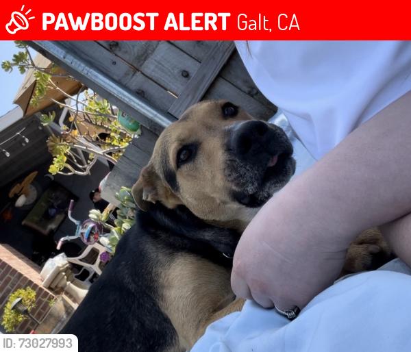 Lost Male Dog last seen E Jahant and N Kennefick , Galt, CA 95632