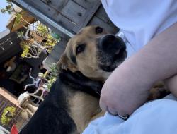 Lost Male Dog last seen E Jahant and N Kennefick , Galt, CA 95632