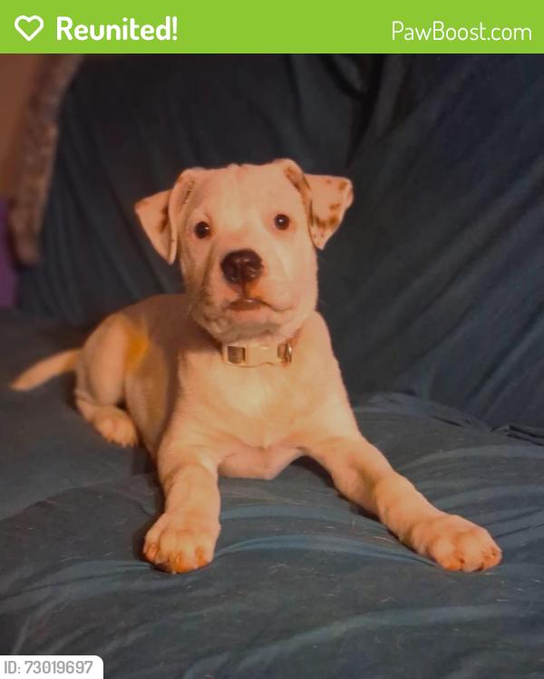 Reunited Female Dog last seen Texas ave and Logan, Corpus Christi, TX 78404