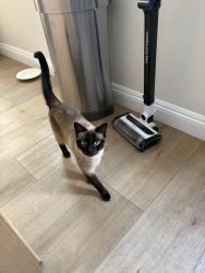 Lost Female Cat last seen Via Rancho, and Park Lane, Oceanside, CA 92057