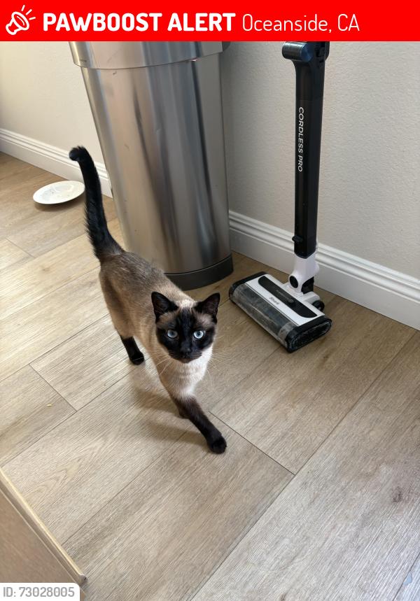 Lost Female Cat last seen Via Rancho, and Park Lane, Oceanside, CA 92057