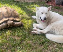 Lost Male Dog last seen Nelson and puente Ave., West Puente Valley, CA 91746