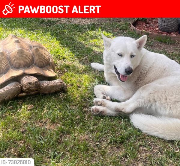 Lost Male Dog last seen Nelson and puente Ave., West Puente Valley, CA 91746