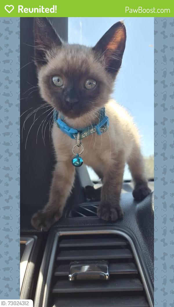 Reunited Male Cat last seen S. TERRACE & W. MONTE VISTA AVE , Visalia, CA 93277