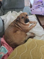 Lost Female Dog last seen Highway 74 and Bluff Rd. (928), Geismar, LA 70734