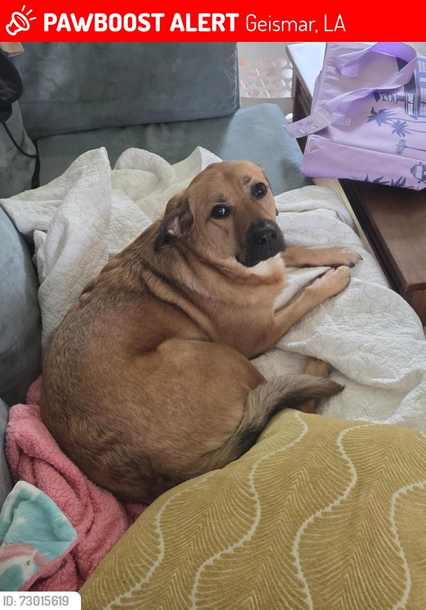 Lost Female Dog last seen Highway 74 and Bluff Rd. (928), Geismar, LA 70734